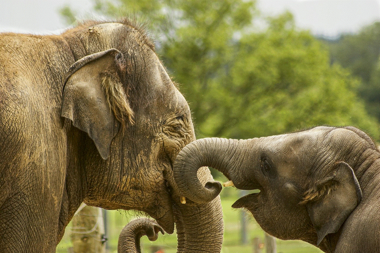 Baby Elephant Close Up