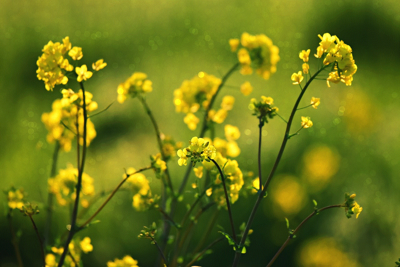 Rape Seed Flower