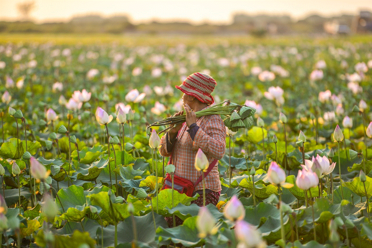 Lotus Flowers Cambodia