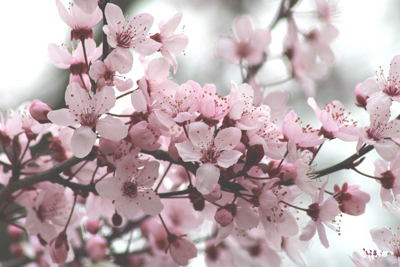 Cherry Blossoms Flowers