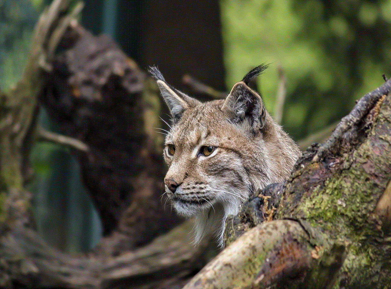 Lynx Cat