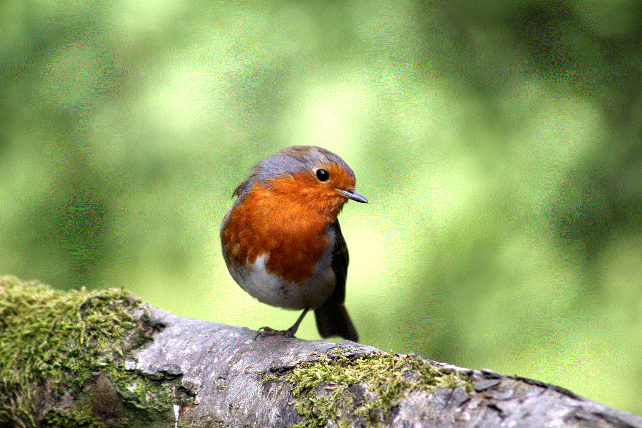 Bird Robin