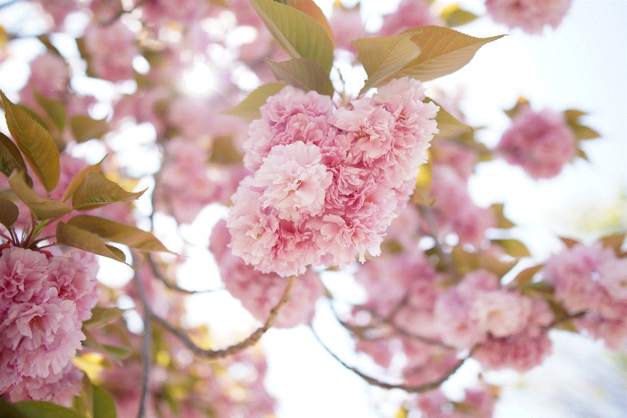 Cherry Blossoms Flower Background