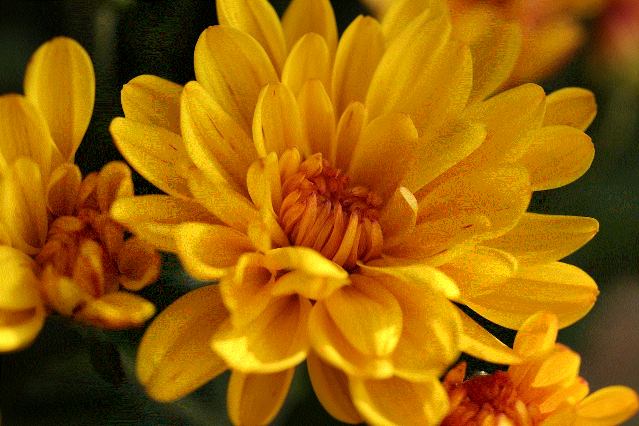 Chrysanthemum Flowers Chrysanthemum Flowers