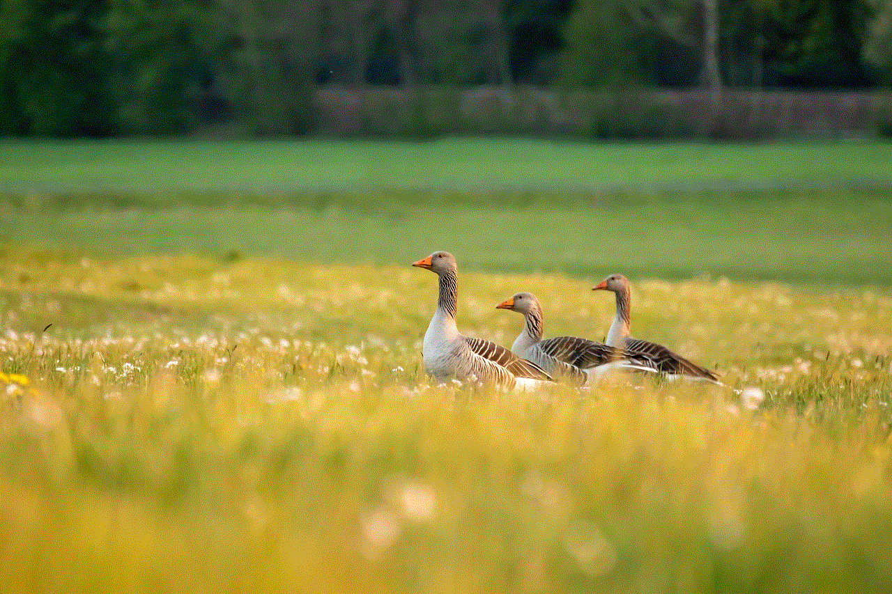 Nature Summer