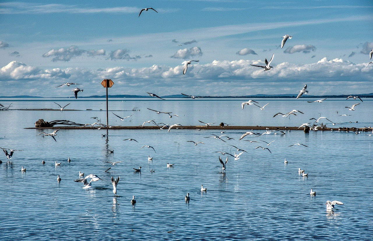 Birds Gulls