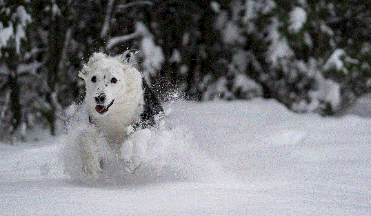 Dog Snow