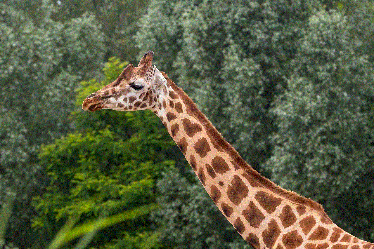 Zoo Giraffe