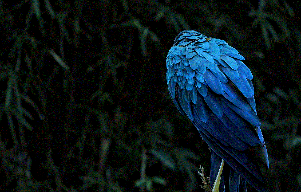 Macaw Bird