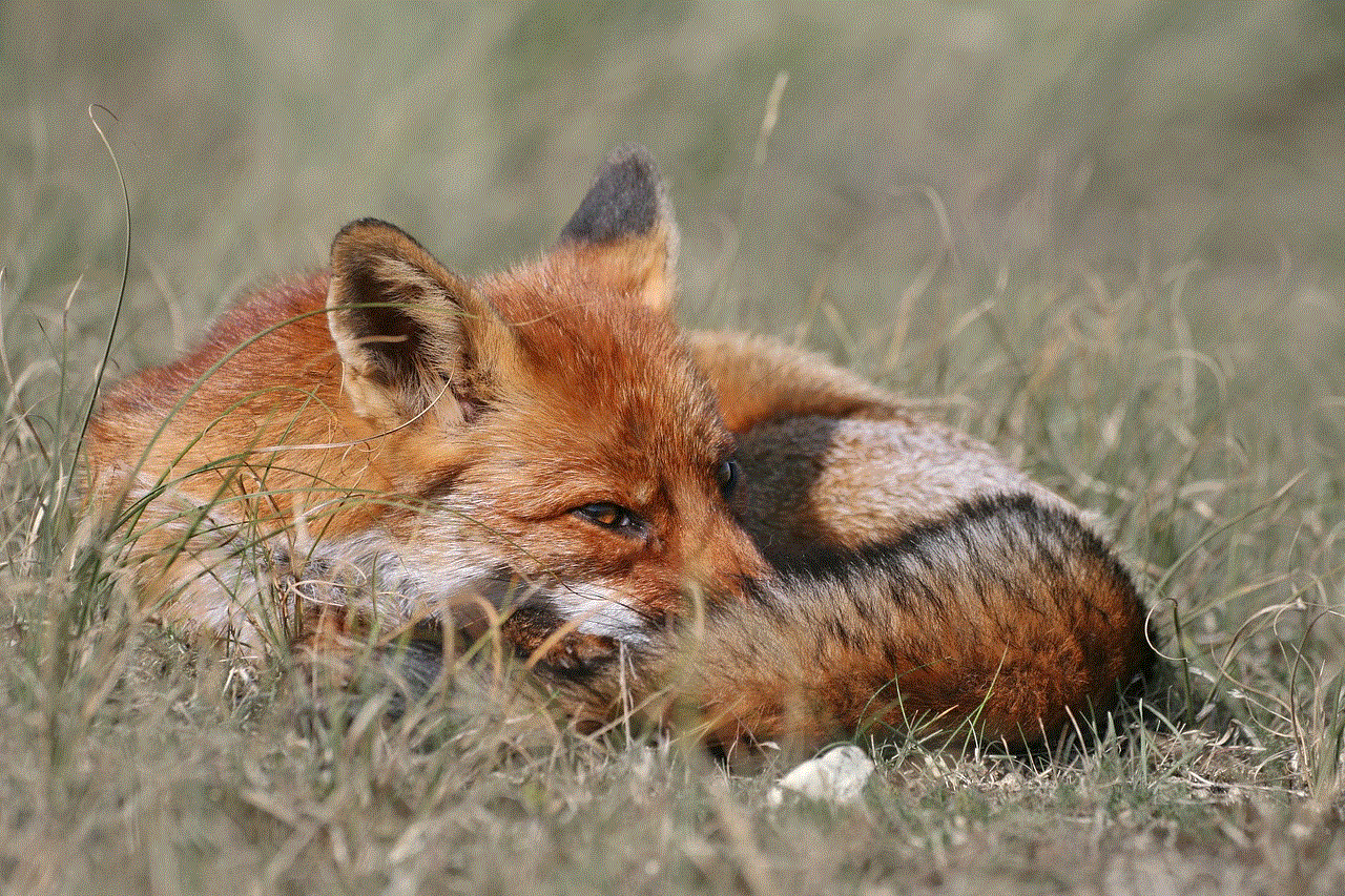 Fox Animal