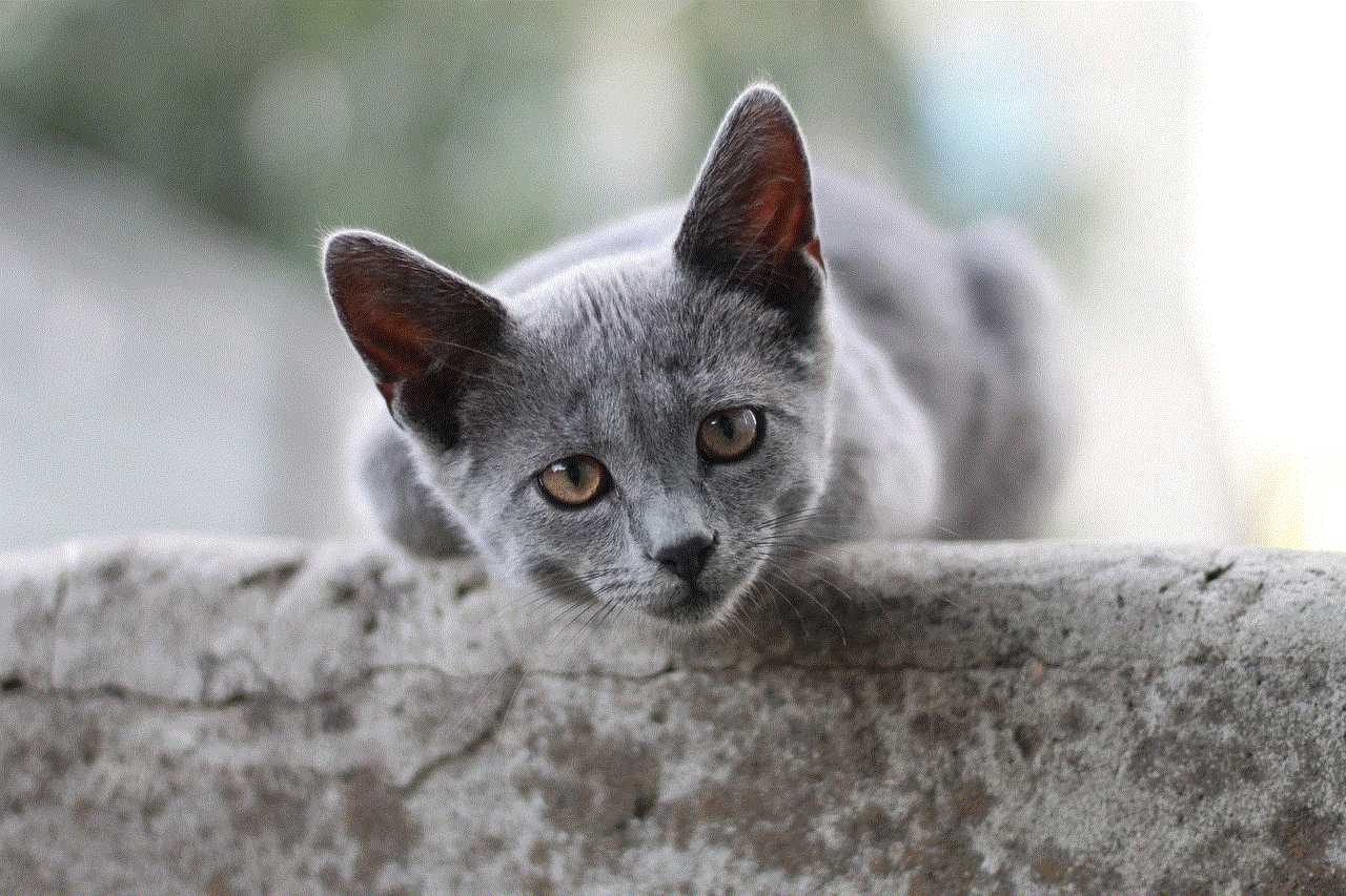 Cat British Shorthair