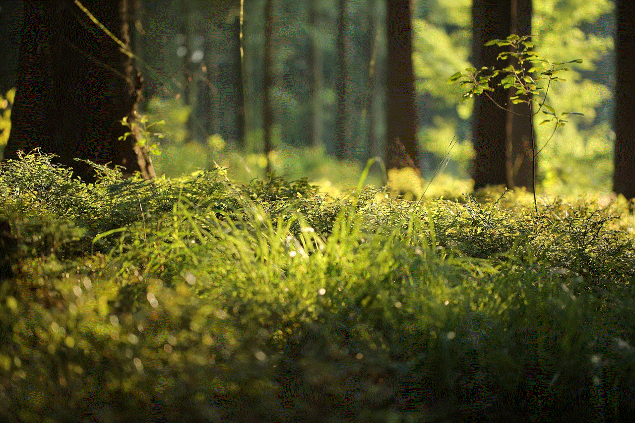 Forest Floor Fern