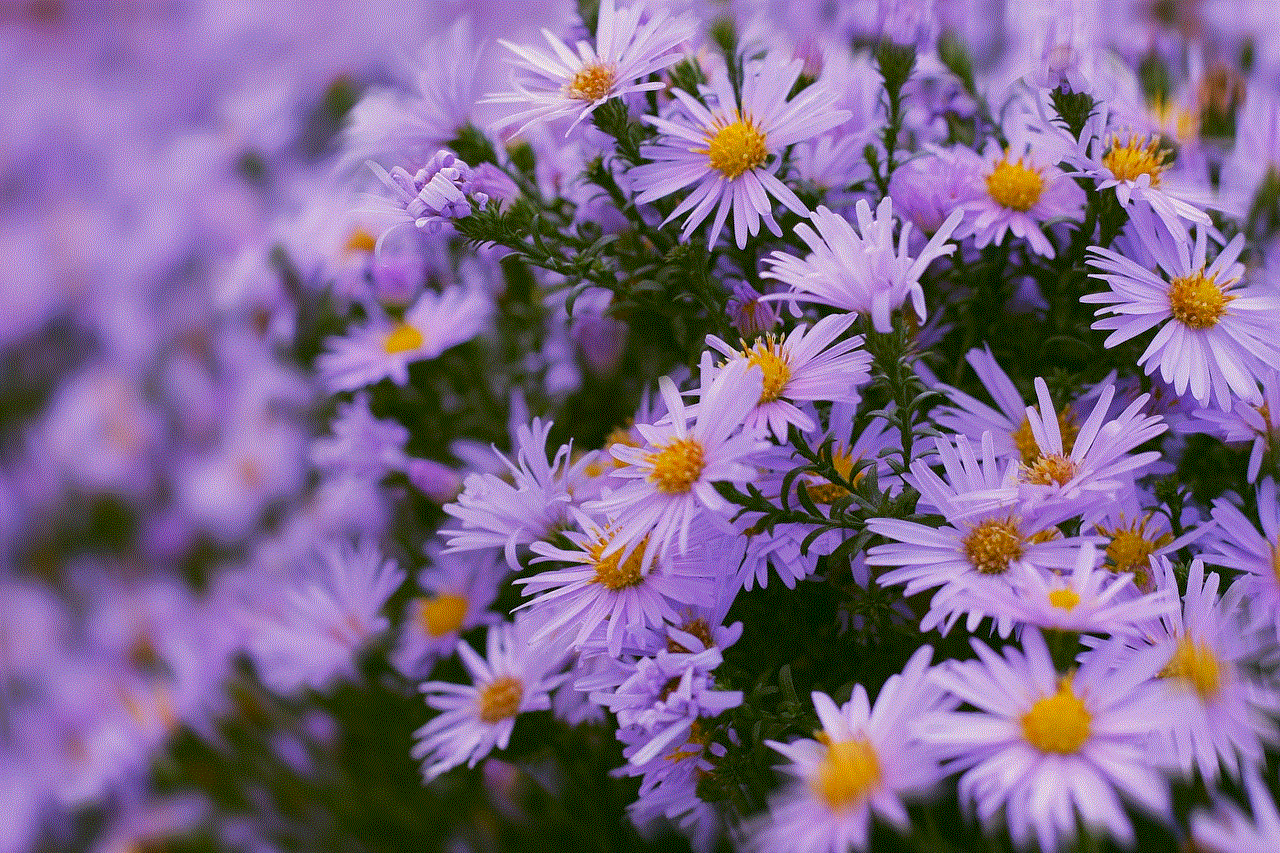 Flowers Nature