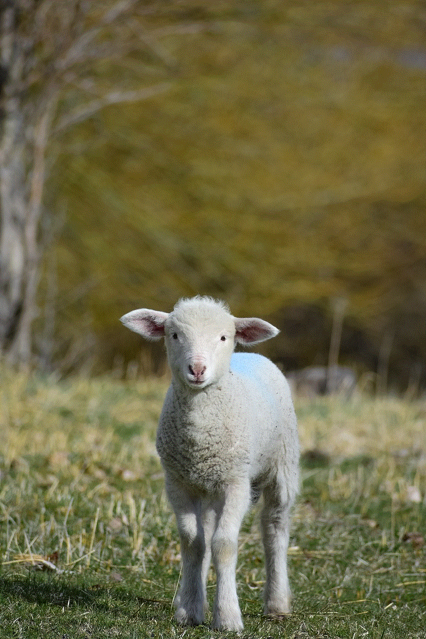 Animal Lamb