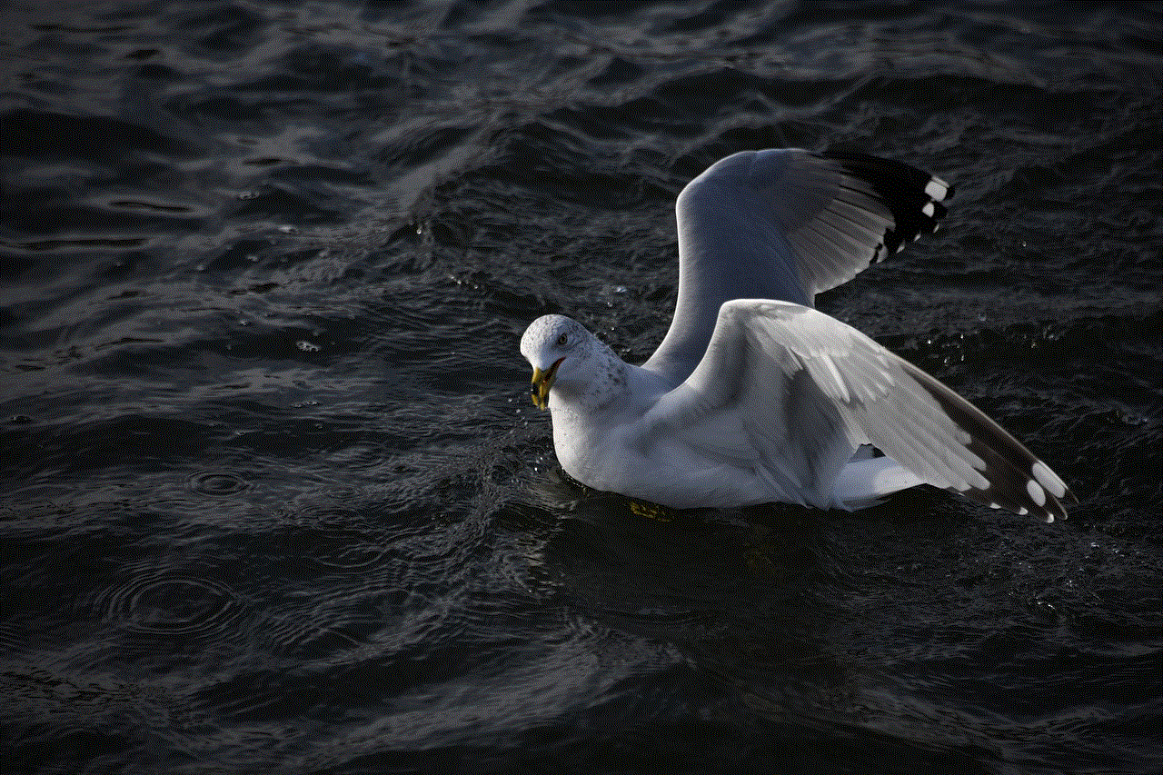 Seagull Bird