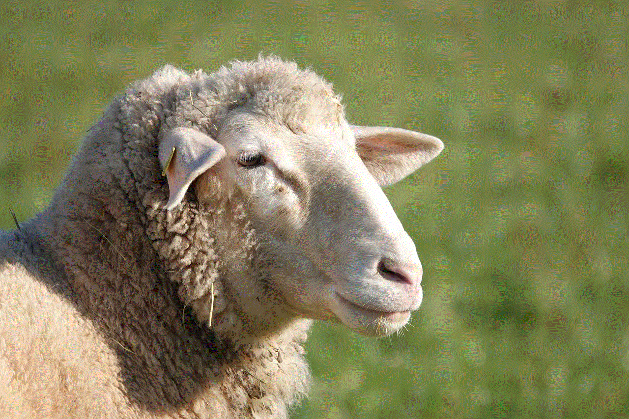 Sheep Animal