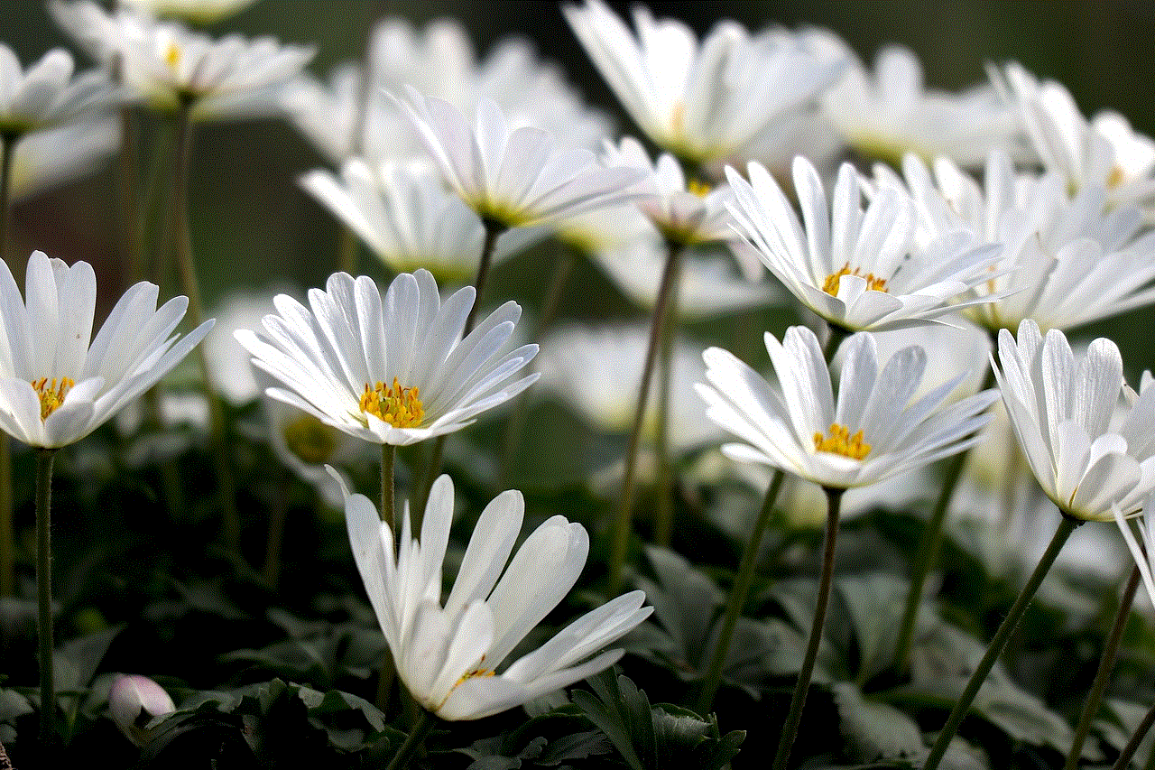 Wood Anemone Spring