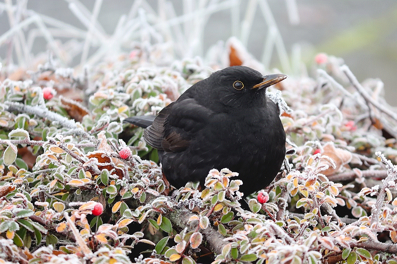 Blackbird Bird