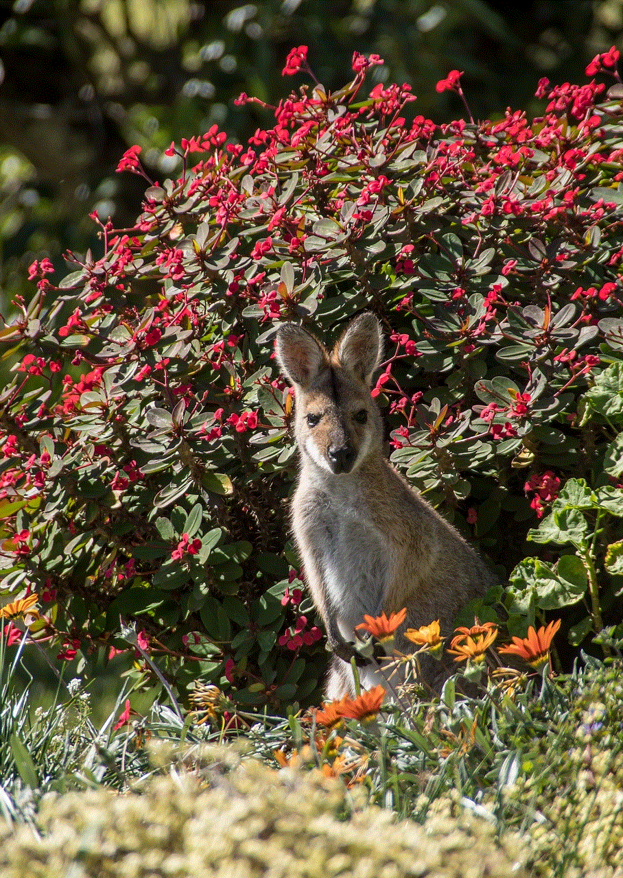 Wallaby Young