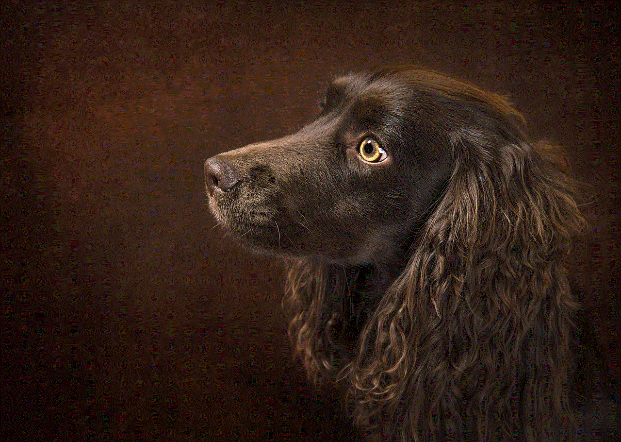 Animal Boykin Spaniel