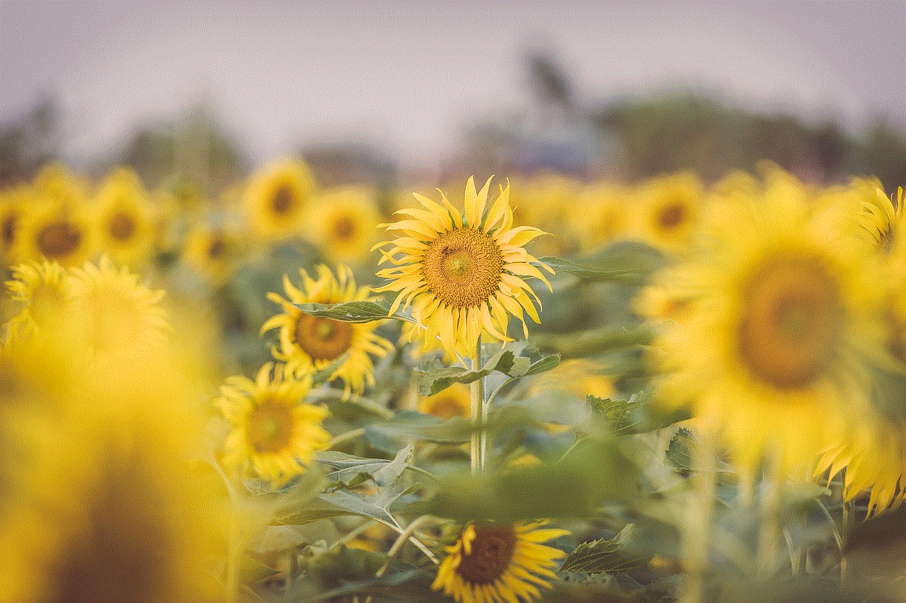 Sunflowers Garden