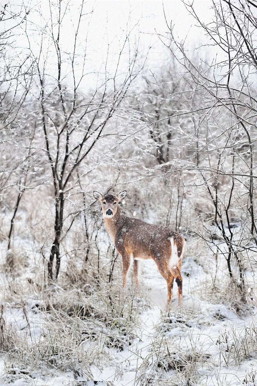 Snowy Winter