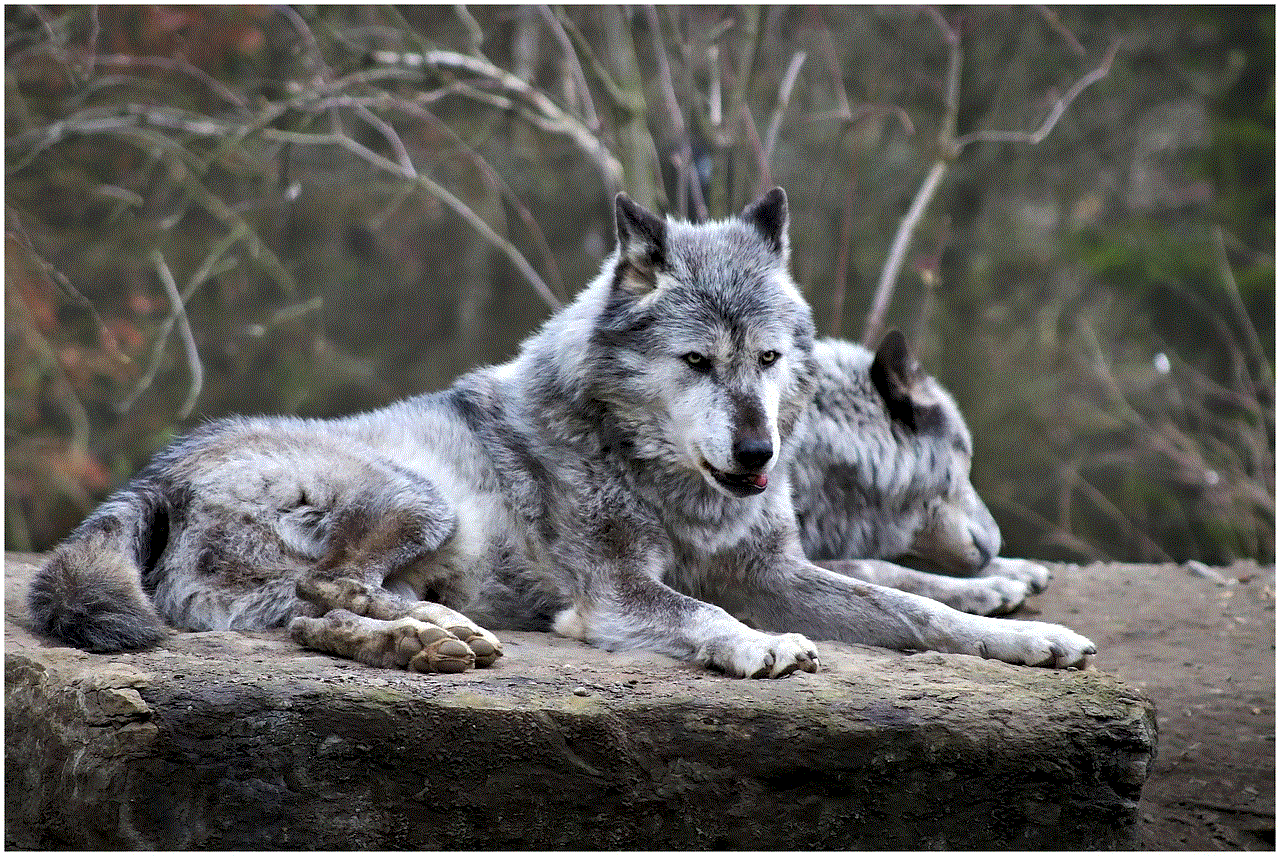 Arctic Wolf Wildlife