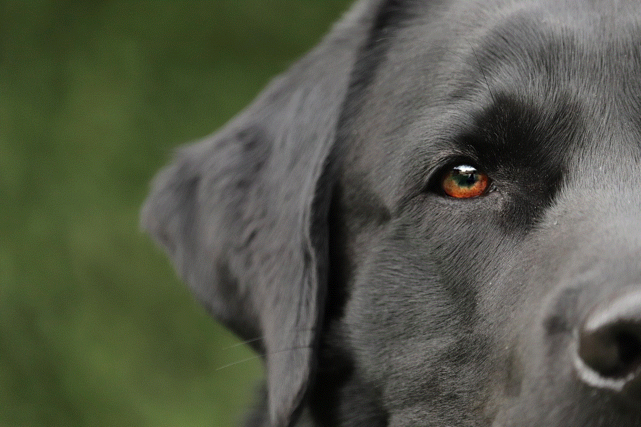 Dog Labrador Dog Labrador