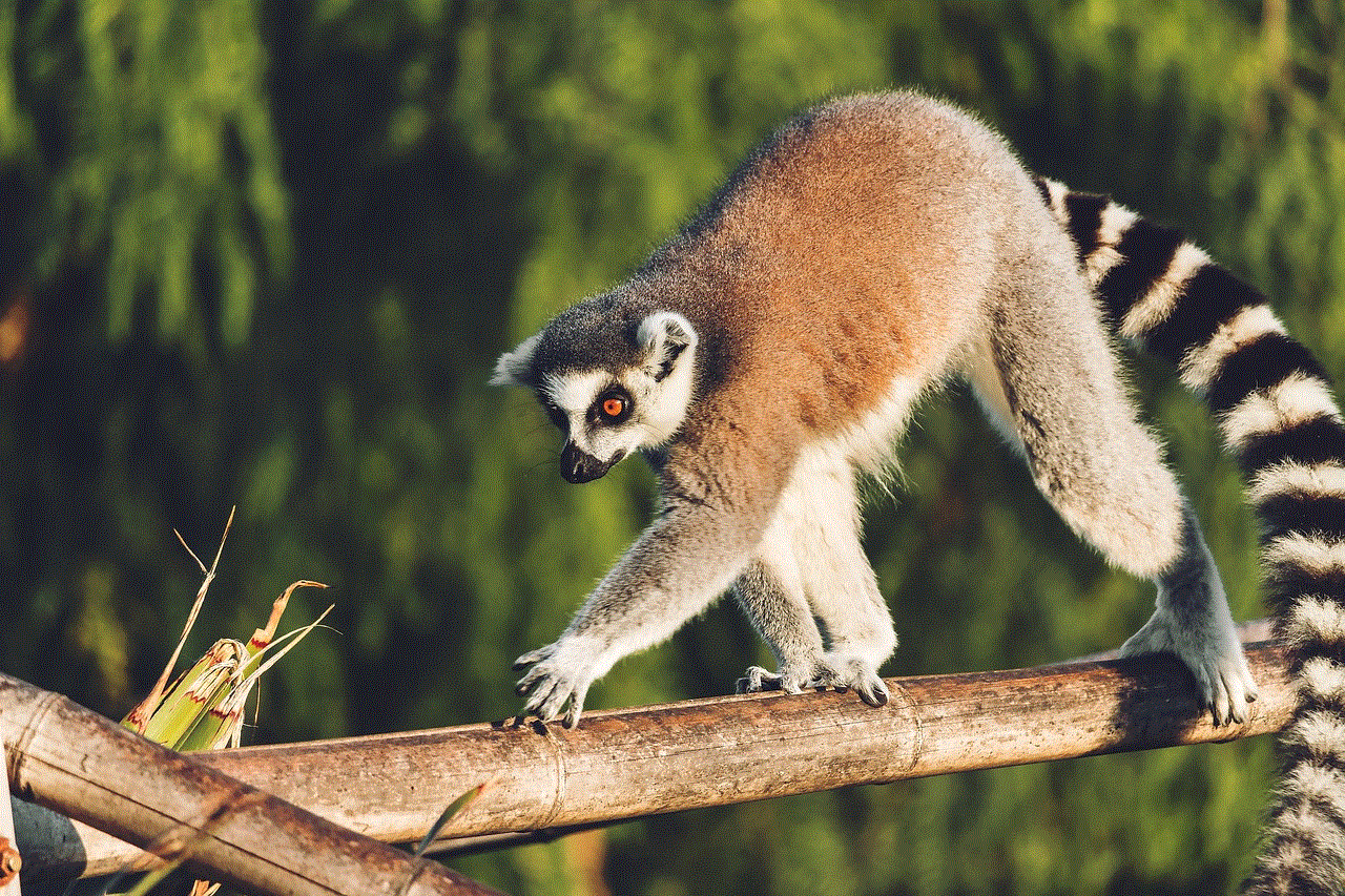 Lemur Monkey