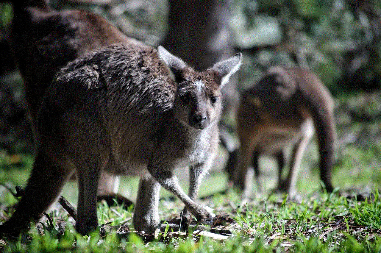 Kangaroo Australia