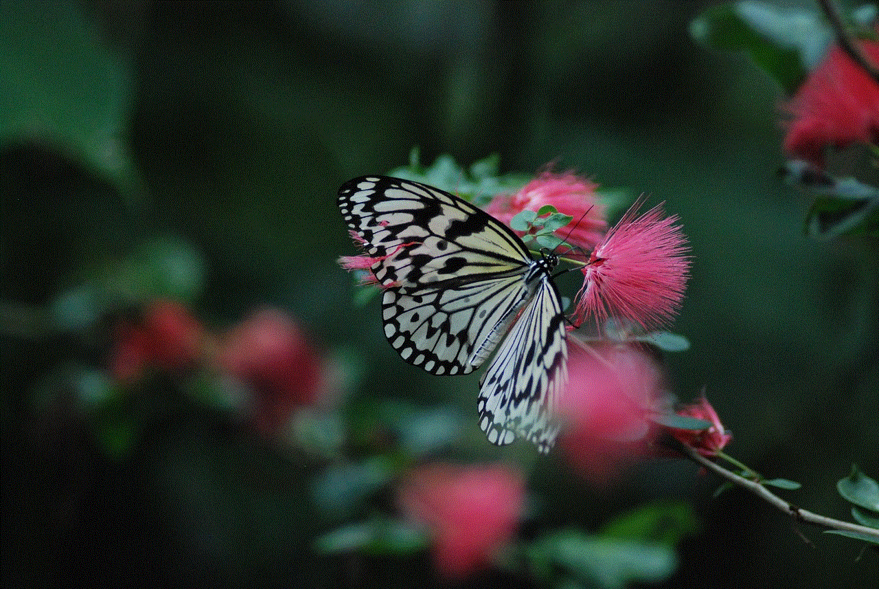 Butterfly Insect