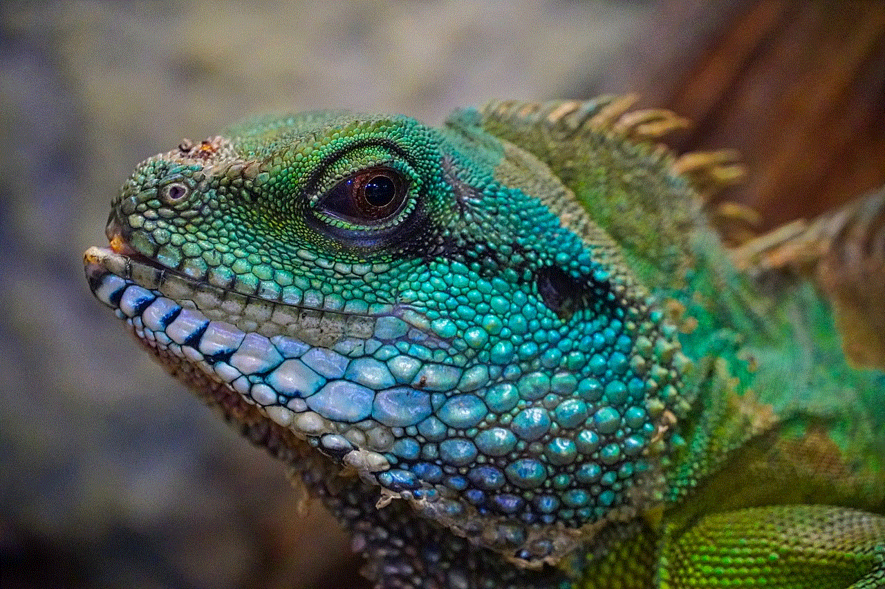 Lizard Multicoloured