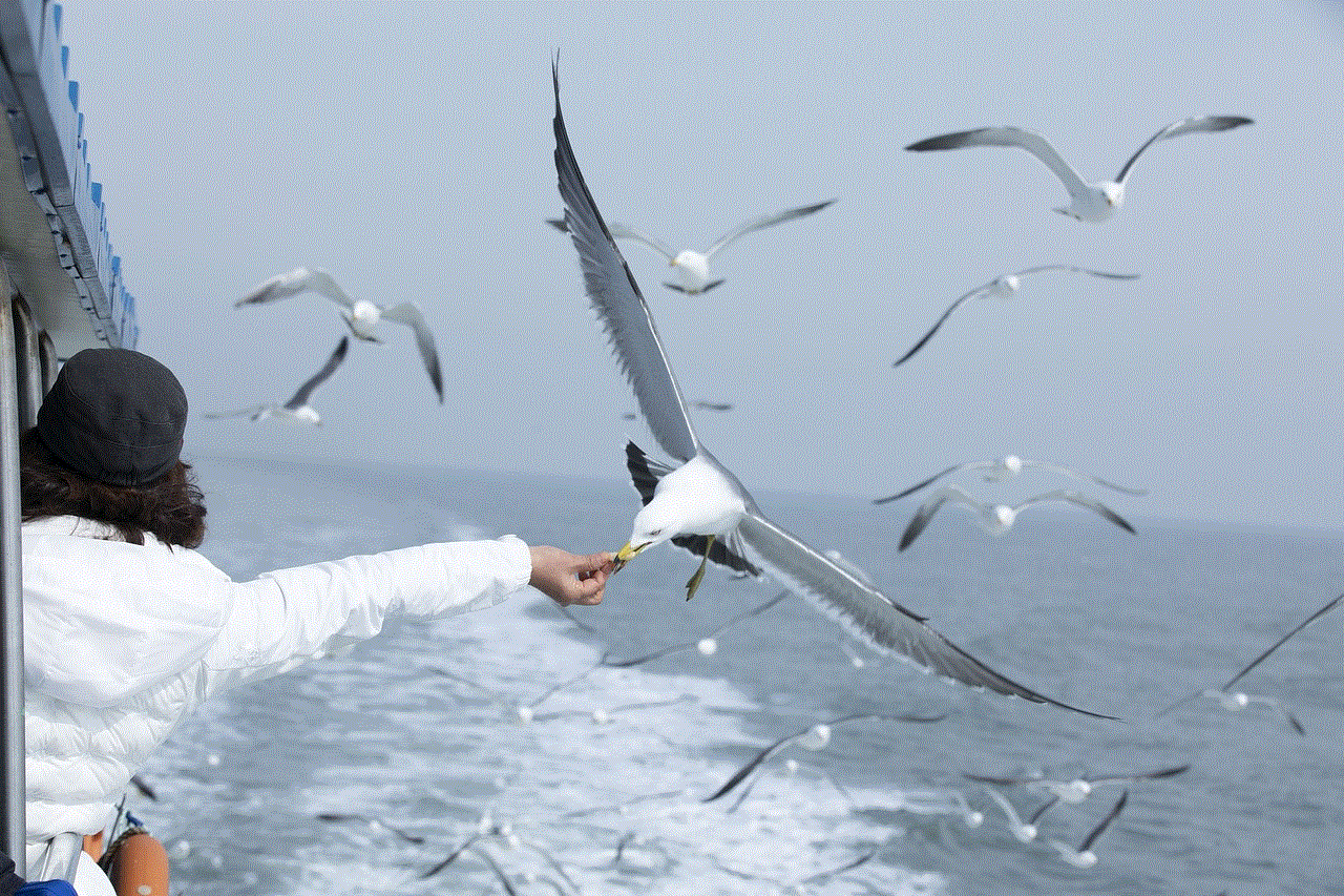 Seagull Ocean