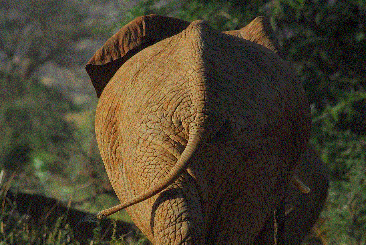 Elephant Animal