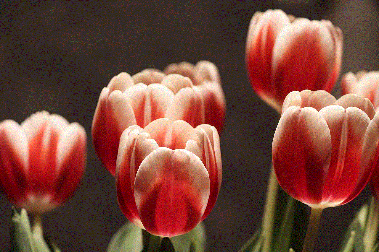 Tulip Flowers Tulips