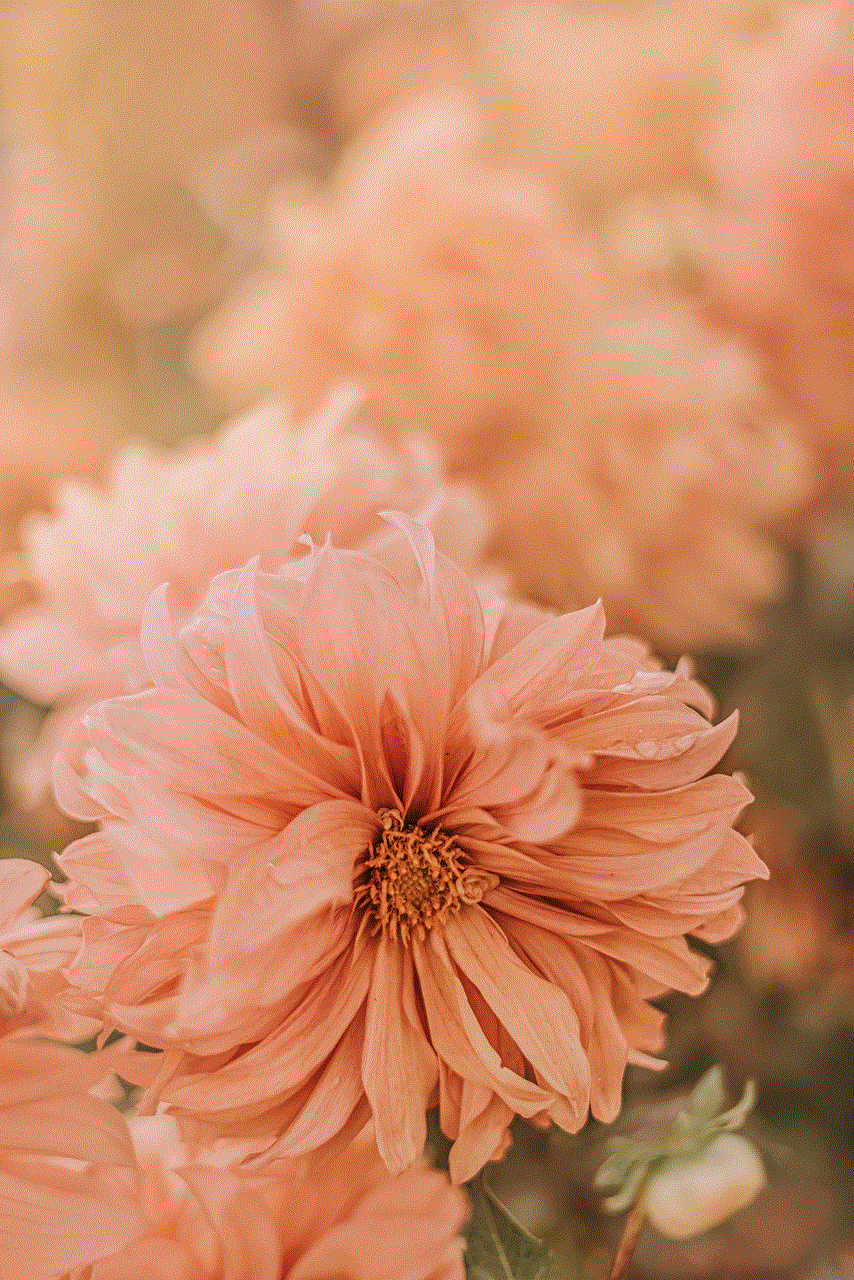 Flowers Flower Background