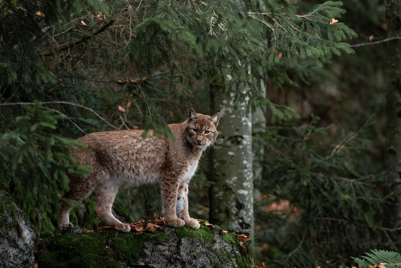 Bobcat Forest