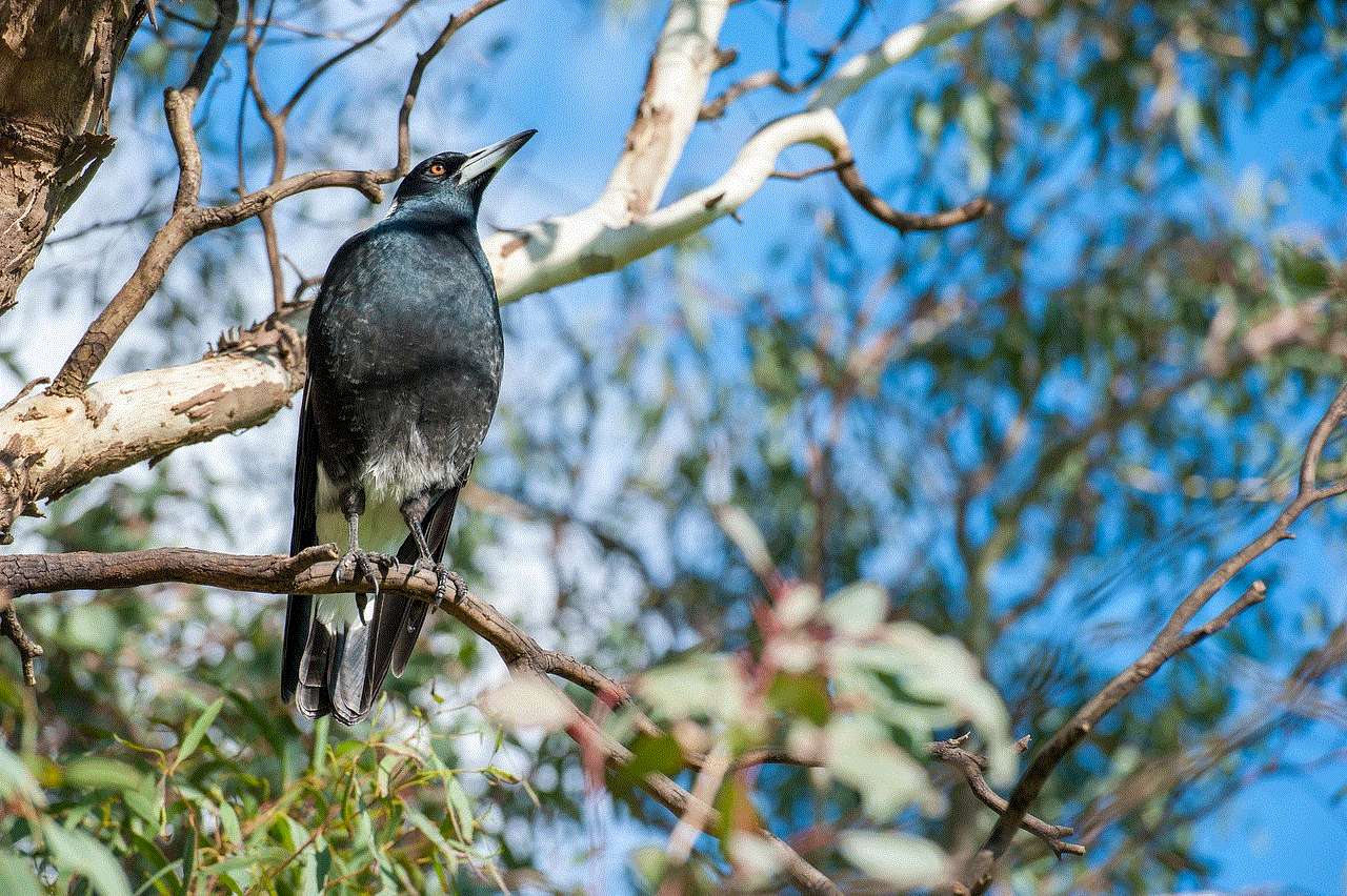 Magpie Bird