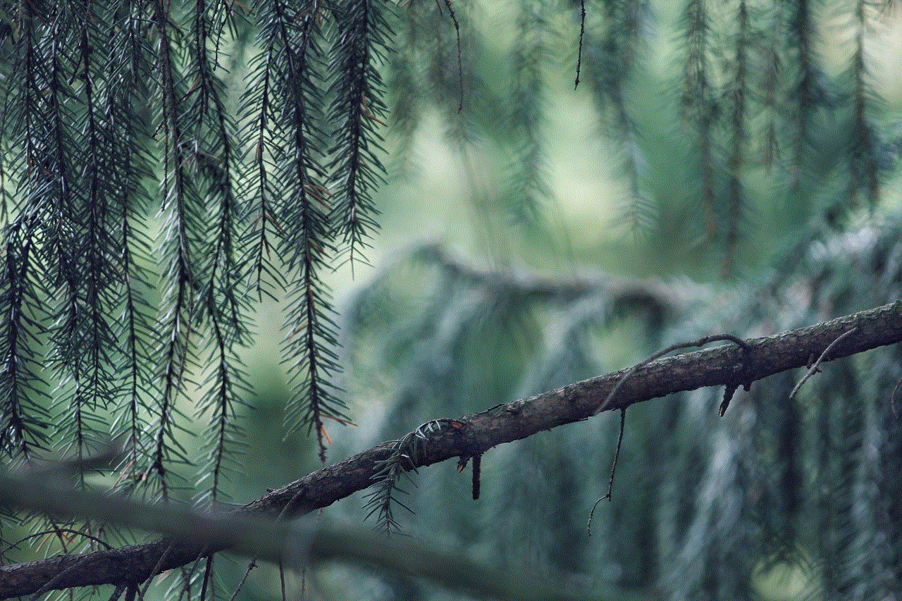 Conifer Needles