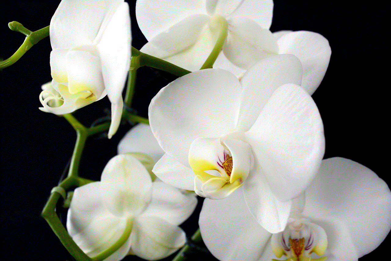 Flower Orchid