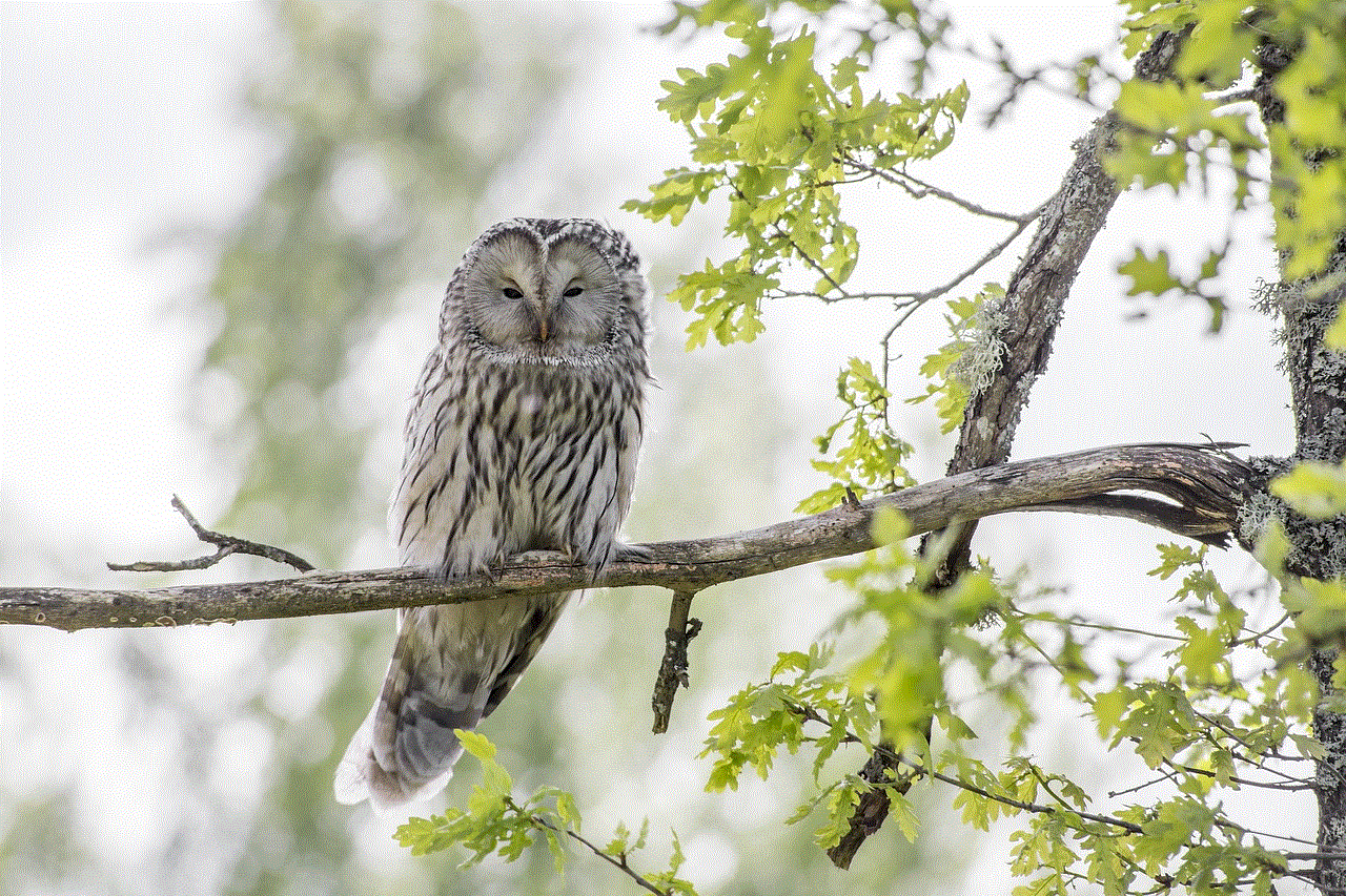 Ural Owl Bird