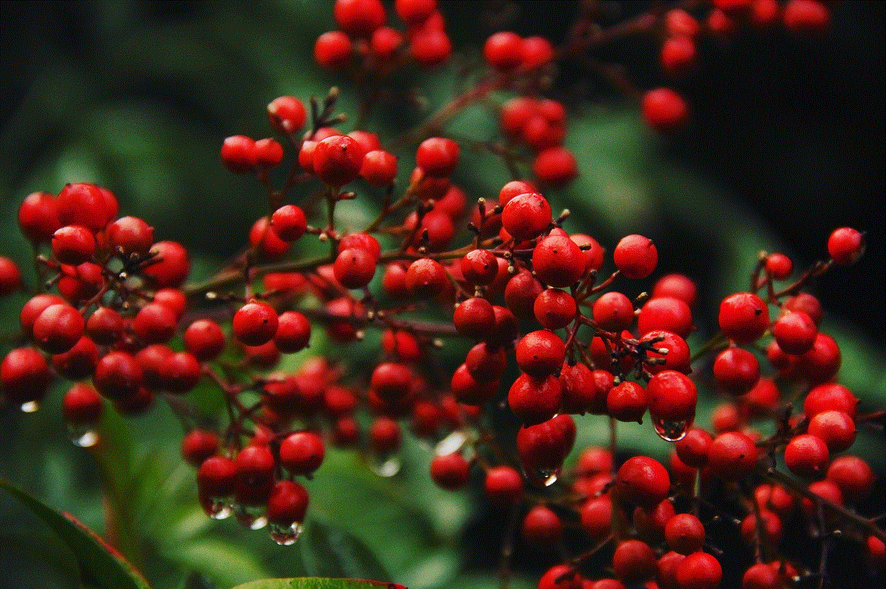 Nature Nandina Berries