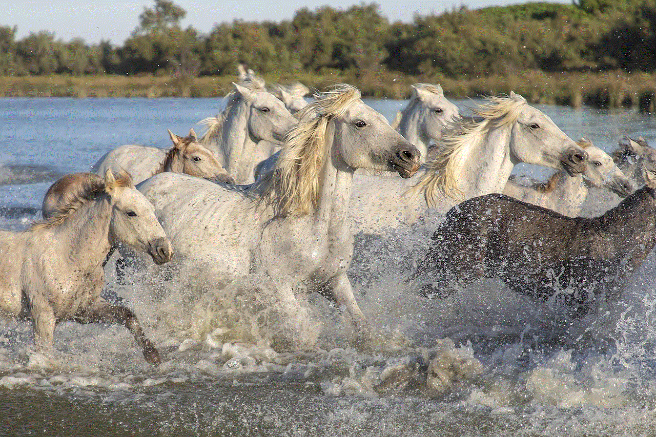 Animals Camargue