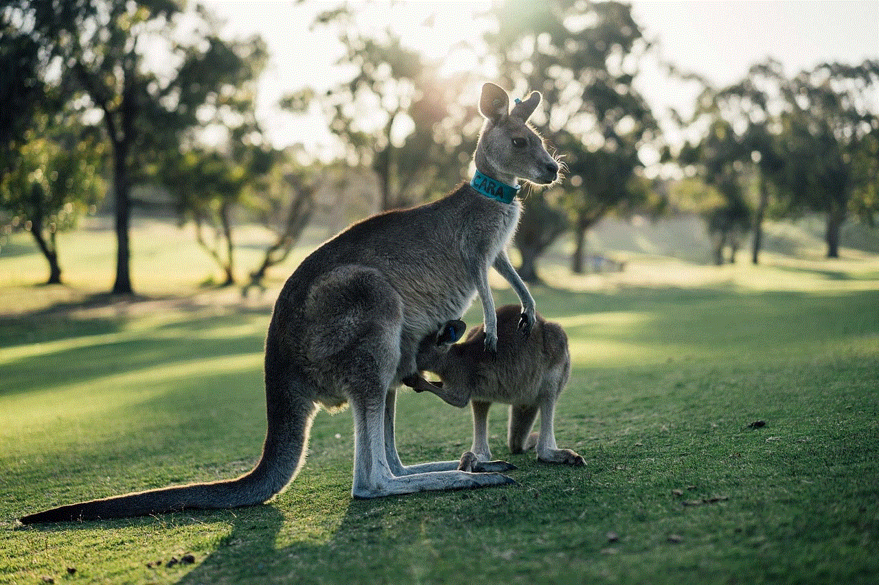 Australia Kangaroo