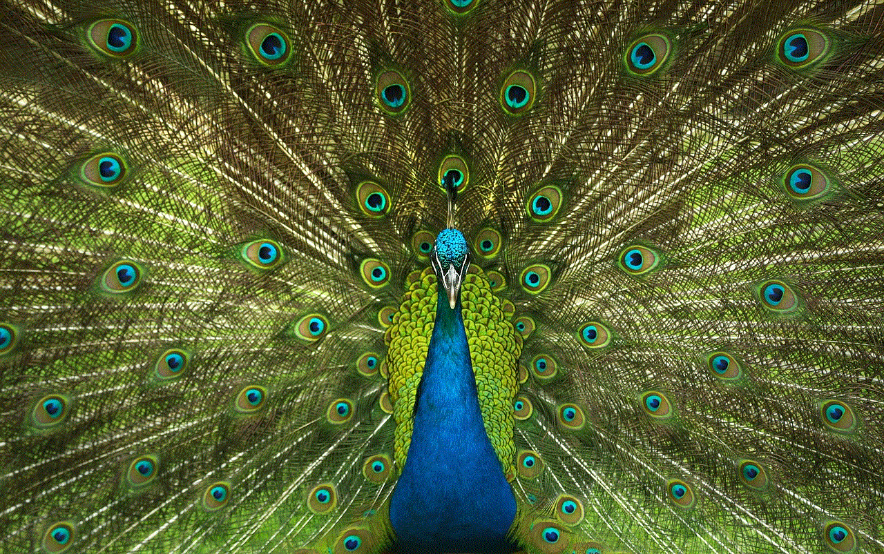 Peacock Feathers