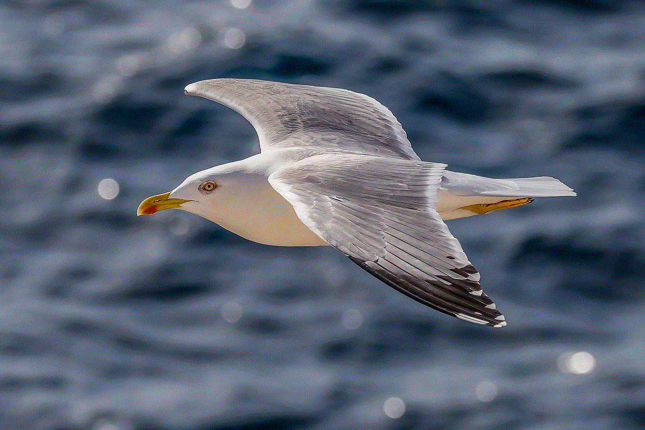 Gull Herring Gull