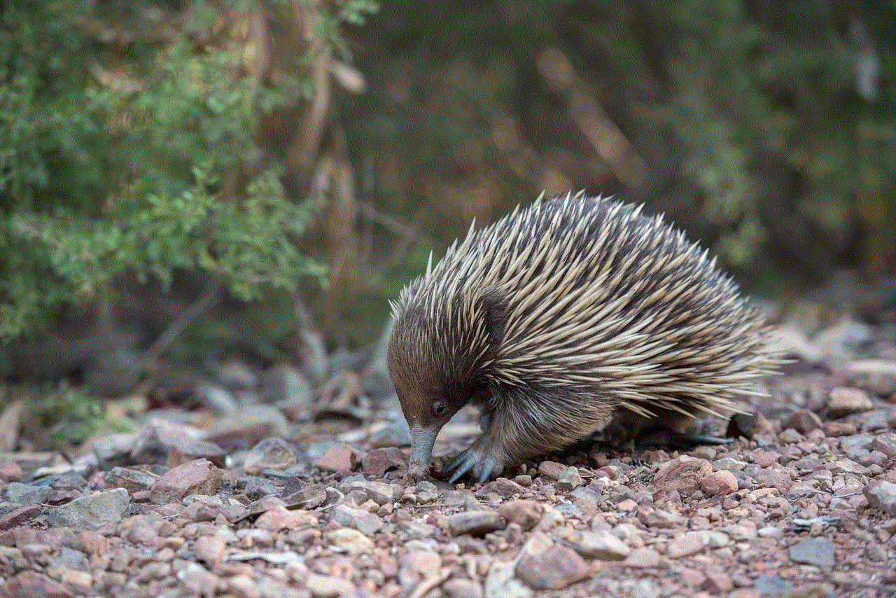 Echidna Monotreme