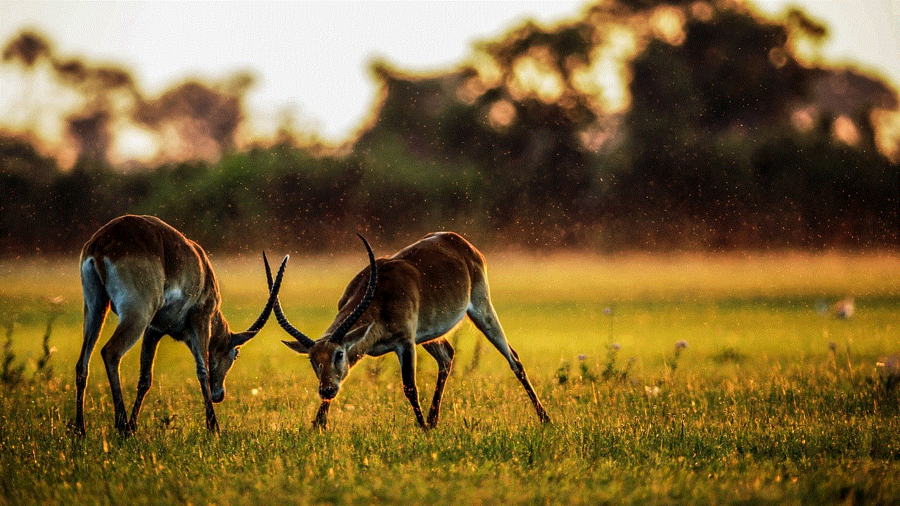 Animal Antelope