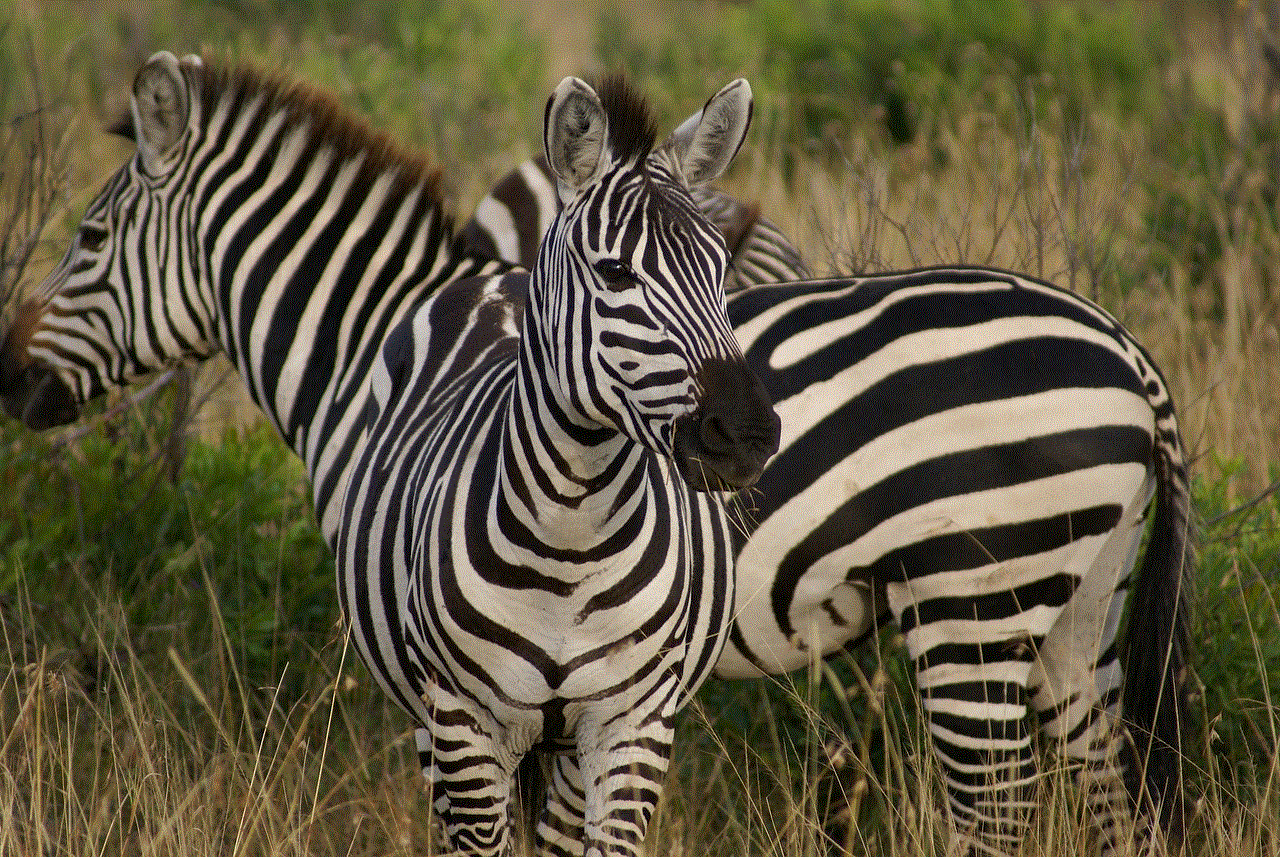 Zebra Animals