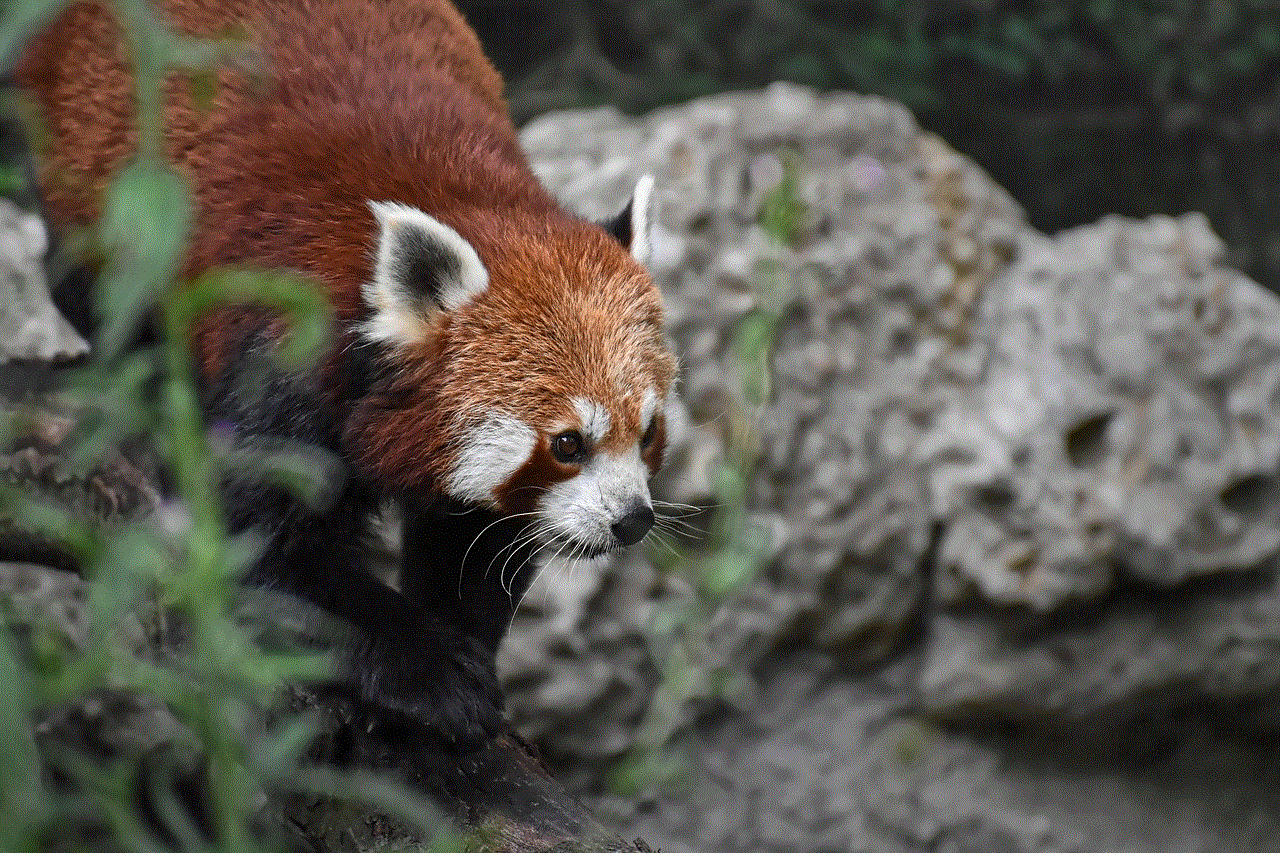Animal Red Panda